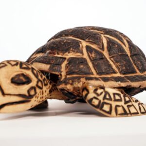 Tartaruga de Madeira G